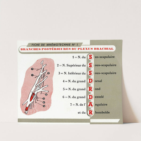 Fiche de mnémotechnie No.1 (1910-1950) by Laboratoires Derol