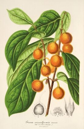 Ficus cerasiformis