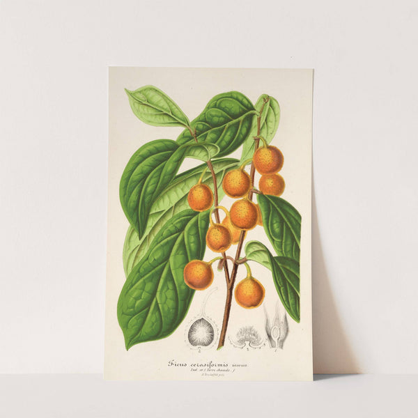 Ficus cerasiformis by Charles Antoine Lemaire