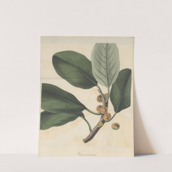 Ficus coriacea by William Jackson Hooker