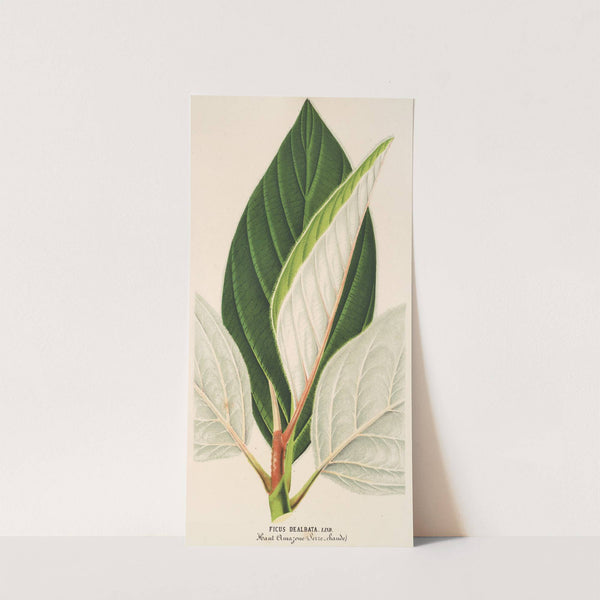 Ficus dealbata by Charles Antoine Lemaire