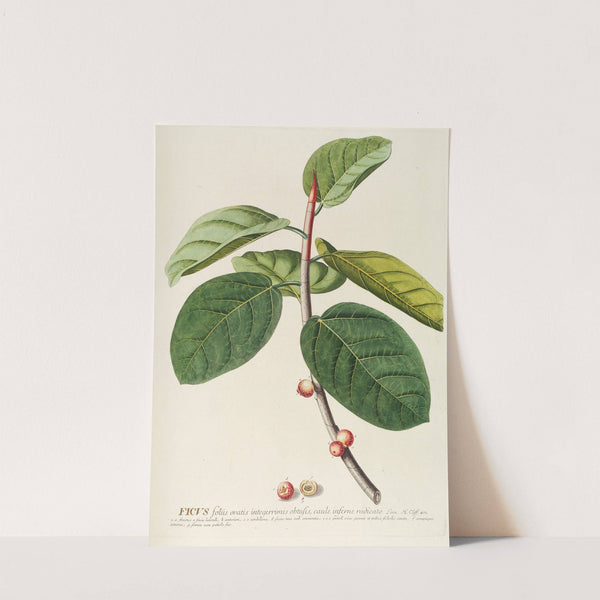Ficus by Georg Dionysius Ehret