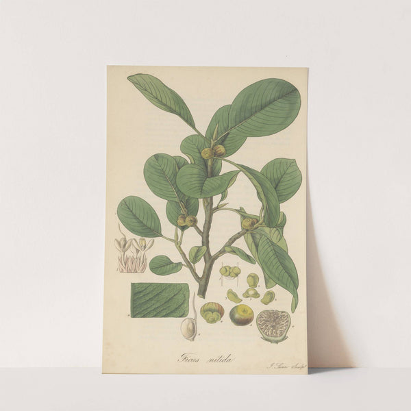 Ficus nitida by William Jackson Hooker