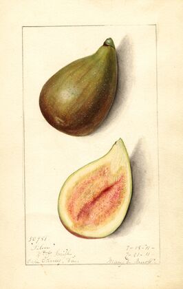 Ficus: Silver