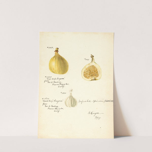 Ficus: Smyrna by Bertha Heiges