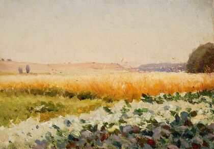 Field of cabbage
