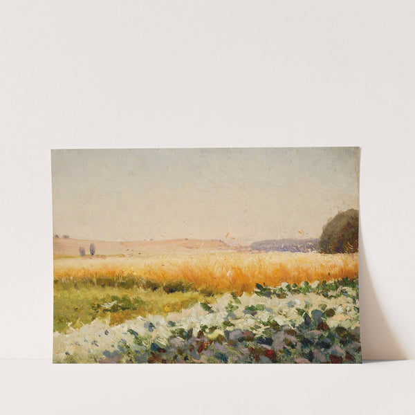 Field of cabbage by Jan Stanislawski