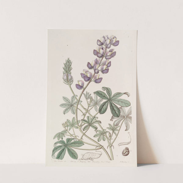 Field Peruvian Lupine by Sydenham Edwards