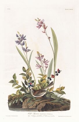 Field sparrow