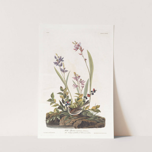 Field sparrow by John James Audubon
