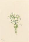 Pentstemon (Pentstemon barbatus) (1934)