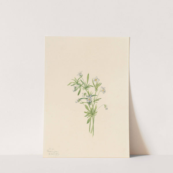 Field Violet (Viola rafinesquii) (1919) by Mary Vaux Walcott