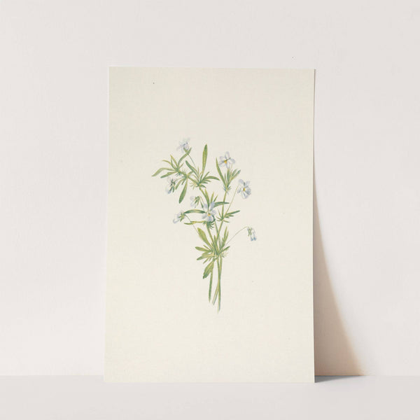 Field Violet. Viola rafinesquii (1925) by Mary Vaux Walcott