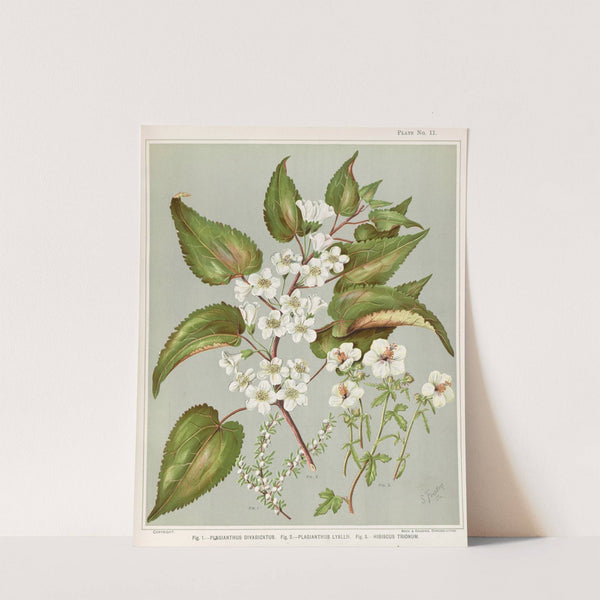 Fig 1. - Plagianthus divaricatus. Fig 2. - Plagianthus lyallii. Fig 3. - Hibiscustrionum Plate 11 by Sarah Featon