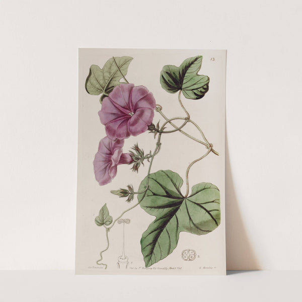 Fig-leaved Ipomaea by Sydenham Edwards