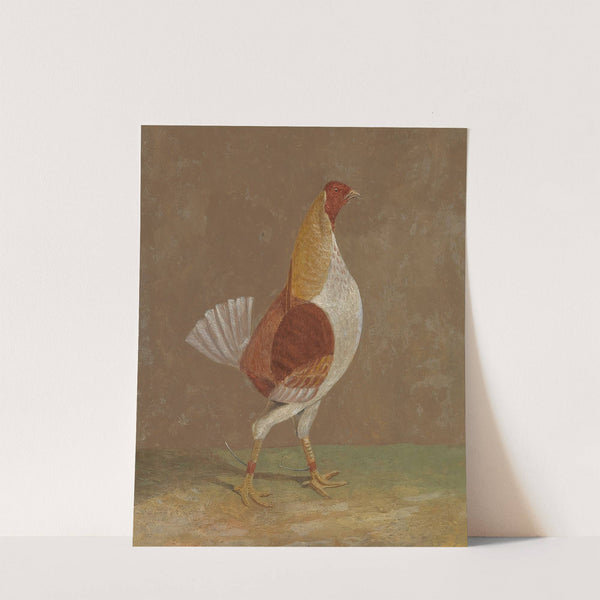 Fighting Cocks, a Pale-Breasted Fighting Cock, Facing Rght by John Frederick Herring Snr.
