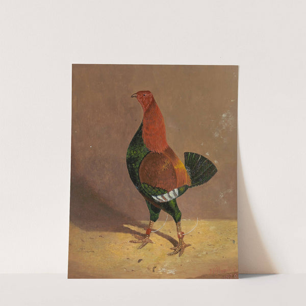 Fighting Cocks,a Dark-Breasted Fighting Cock, Facing Left by John Frederick Herring Snr.