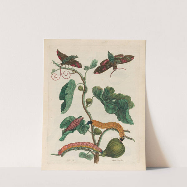 Figuier d’Amerique (1719) by Maria Sibylla Merian
