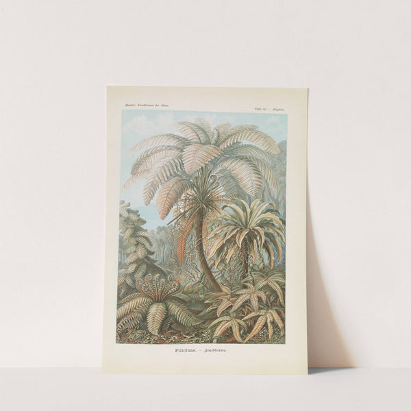 Filicinae. - Laubfarne by Ernst Haeckel