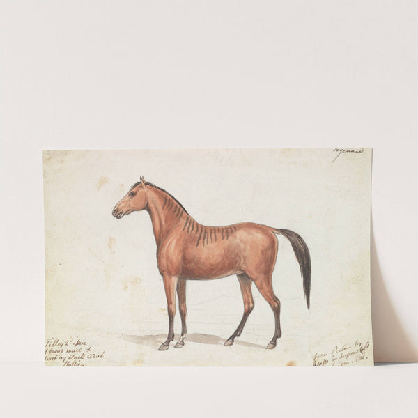 Filley Bearing Marks of Quagga (1837) by Charles Hamilton Smith