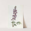 Fine-leaved Lupin by Sydenham Edwards