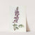 Fine-leaved Lupin by Sydenham Edwards