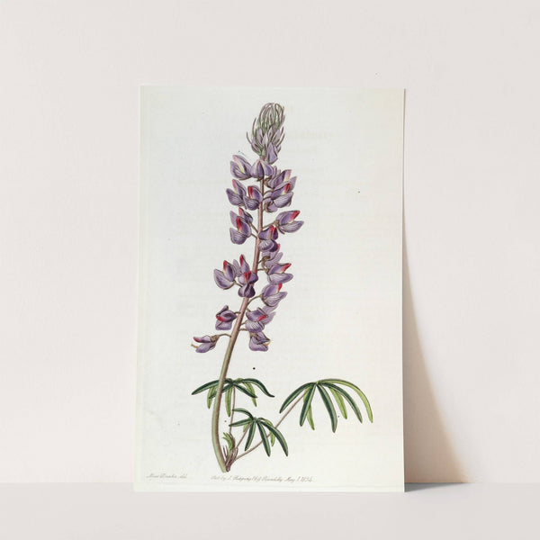 Fine-leaved Lupin by Sydenham Edwards