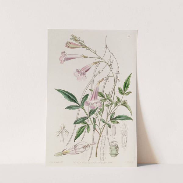 Finely-cut Amphicome by Sydenham Edwards