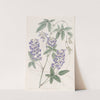 Finger-leaved Hardenbergia by Sydenham Edwards