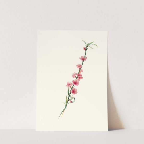 Fiori di Pesco magni-petali a corolla porporina. by Giorgio Gallesio