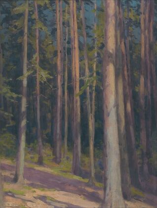 Fir forest