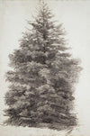 Fir tree