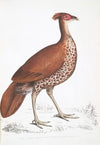 Fire Backed Crested Pheasant Hen, Euplocomus ignitus.