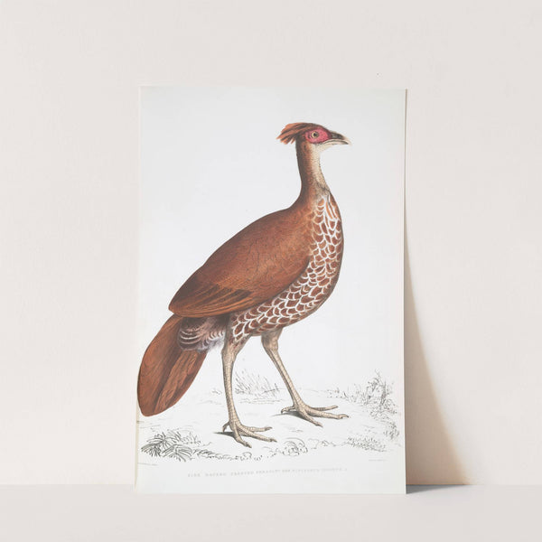 Fire Backed Crested Pheasant Hen, Euplocomus ignitus. (1830-1834) by John Edward Gray