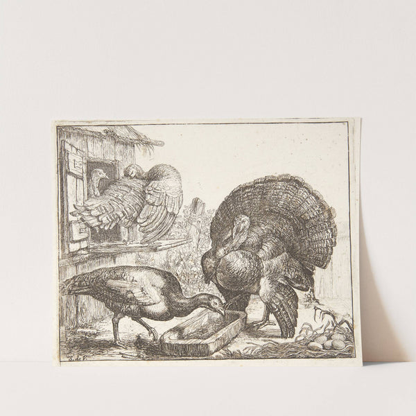 Fire kalkuner by Simon de Vlieger