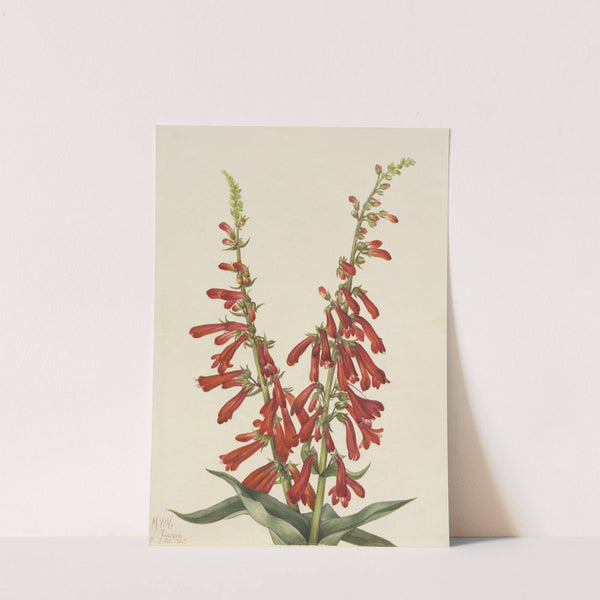 Fire Pentstemon (Pentstemon eatonii) (1927) by Mary Vaux Walcott