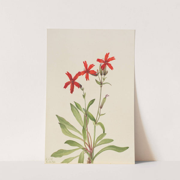 Fire Pink (Silene virginica) (1932) by Mary Vaux Walcott