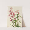 Fireweed (Epilobium angustifolium) (1922) by Mary Vaux Walcott