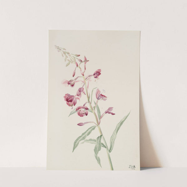 Fireweed (Epilobium angustifolium) (1902) by Mary Vaux Walcott