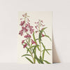 Fireweed. Epilobium angustifolium (1925) by Mary Vaux Walcott