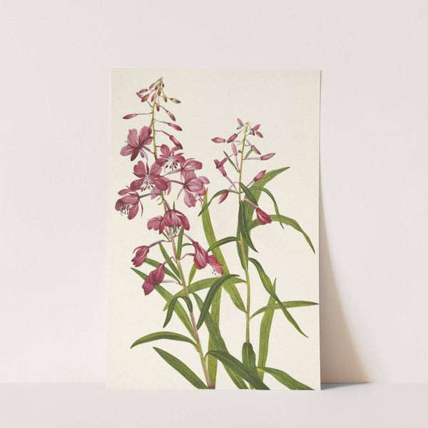 Fireweed. Epilobium angustifolium (1925) by Mary Vaux Walcott