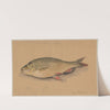 Fish (1880 - 1890) by Hans Thoma