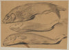Fish (1888)