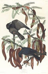 Fish crow