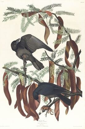 Fish crow