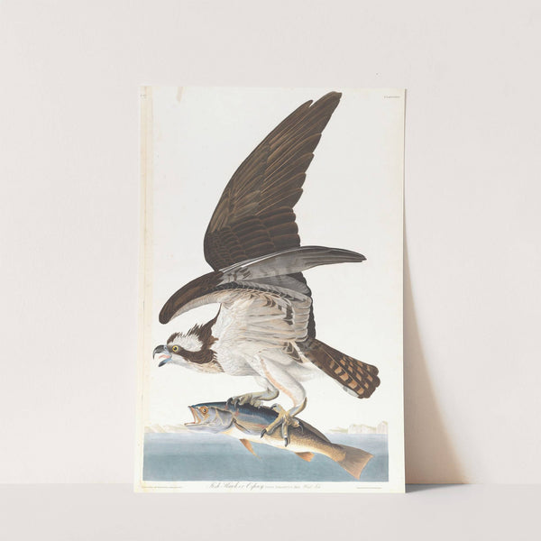 Fish hawk or osprey by John James Audubon