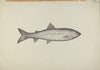 Fish Shop Sign