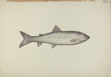 Fish Shop Sign