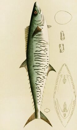 Fishes I