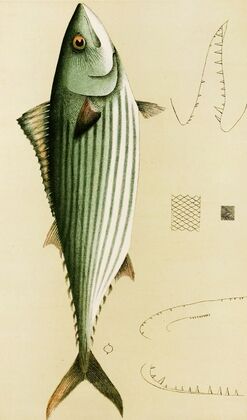 Fishes II